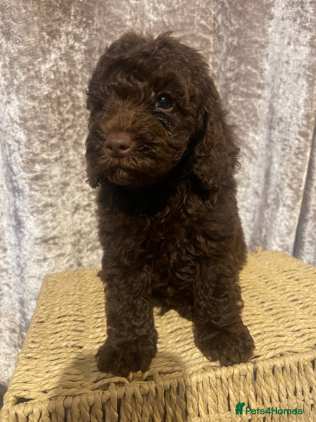 Cavapoo dogs for sale: Red Chocolate cavapoo boys  - Image 5