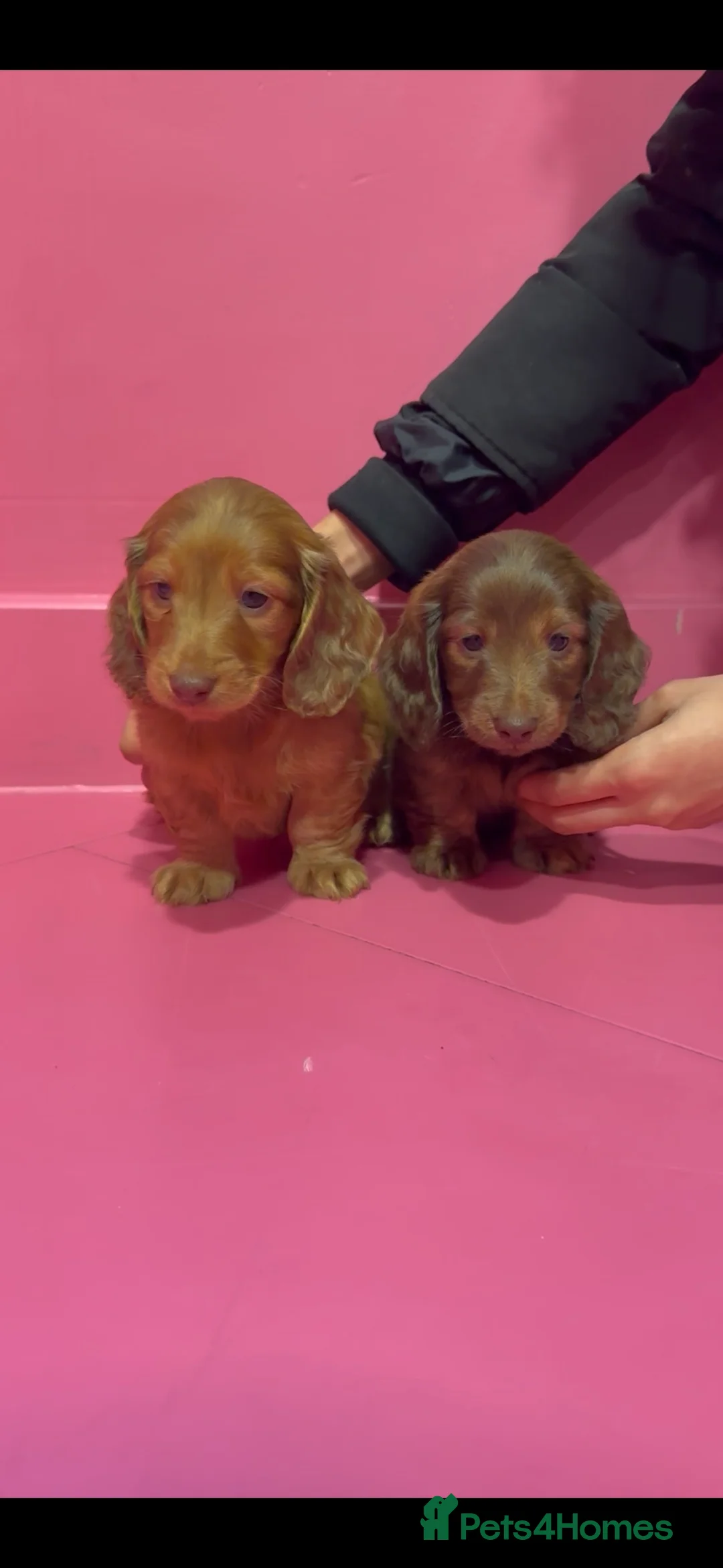 Miniature Dachshund dogs for sale: Stunning LH miniature Dachshund puppies  - Advert 2