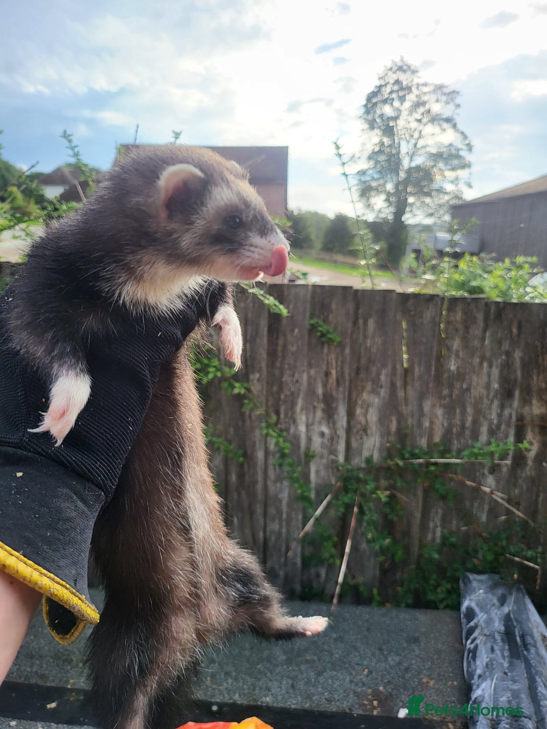 Ferret rodents for sale: Semi angora Jill's  - Image 3