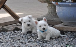 West Highland Terrier dogs for sale: West Highland terrier Puppies - Image 7