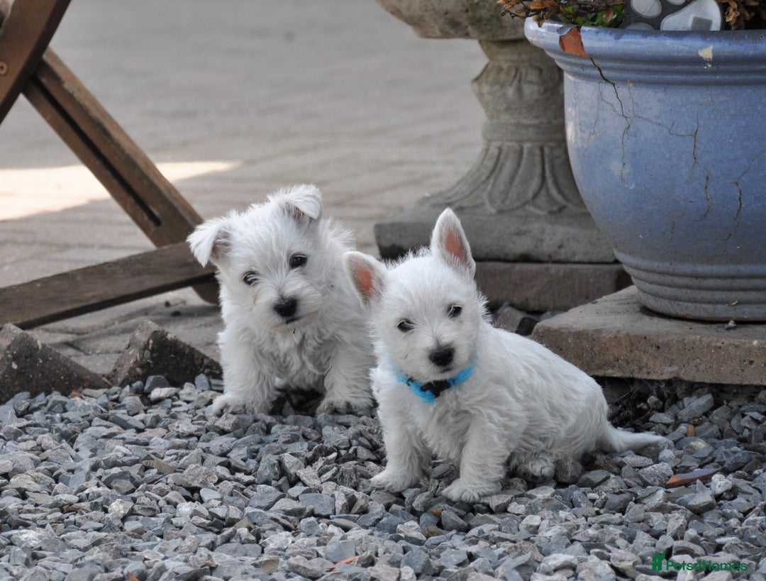 West Highland Terrier dogs for sale: West Highland terrier Puppies - Image 7