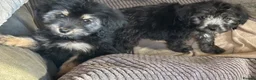 Mixed Breed dogs for sale: Beautiful cockerpoo cross puppies  - Advert 5