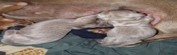 Miniature Dachshund dogs for sale: 2  miniature Dachshund puppies  - Advert 5