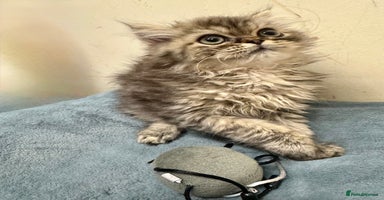 Persian cats Golden Shaded Persian – Microchipped & Vaccinated - Advert 16