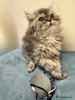 Persian cats Golden Shaded Persian – Microchipped & Vaccinated - Advert 16