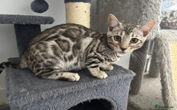 Bengal cats for sale: Stunning TICA registered bengal kittens  in Huntly - Image 17