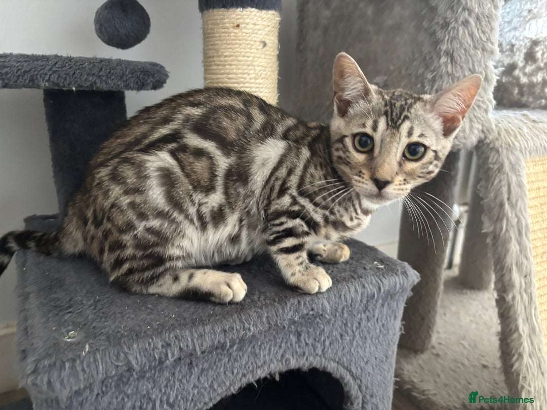 Bengal cats for sale: Stunning TICA registered bengal kittens  in Huntly - Image 17