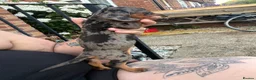 Dachshund dogs for sale: Stunning dachshund babies  - Advert 11