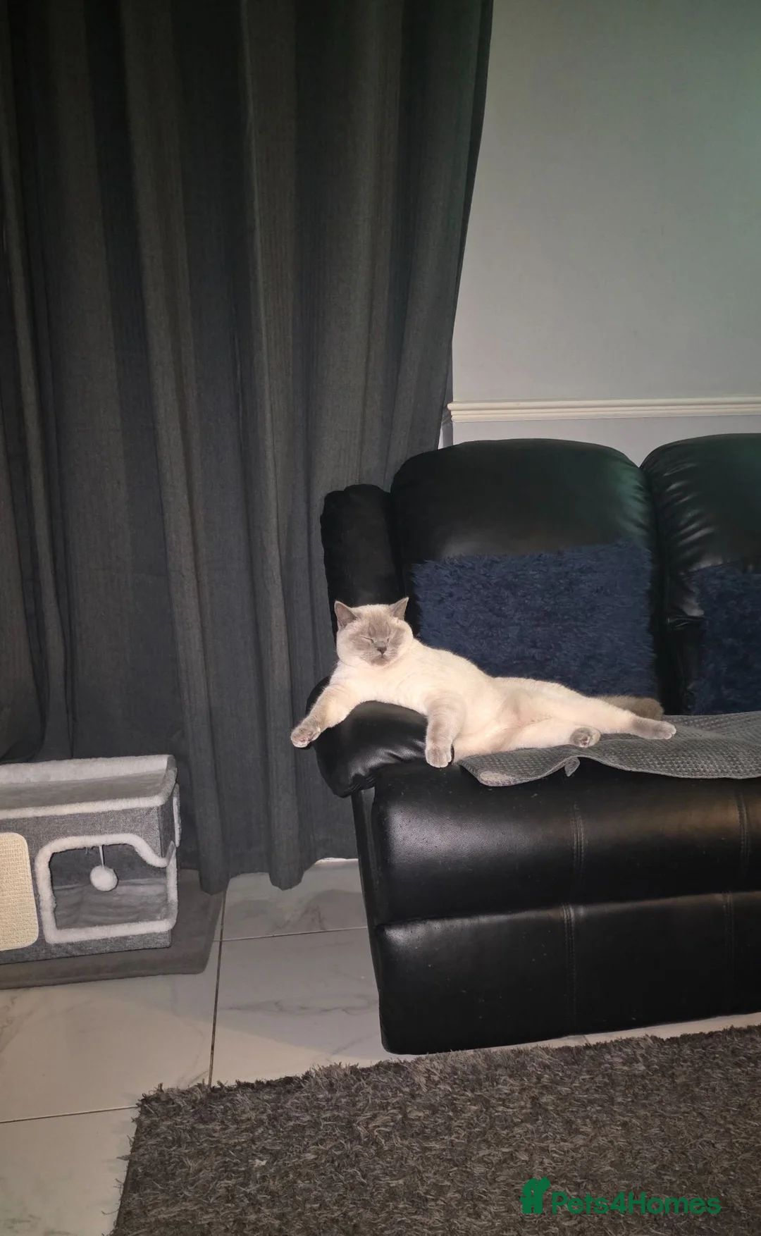British Shorthair cats for sale: Colourpoint British Shorthair  in Cardiff - Advert 1