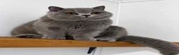 British Shorthair cats for sale: Beautiful boy  - Advert 5