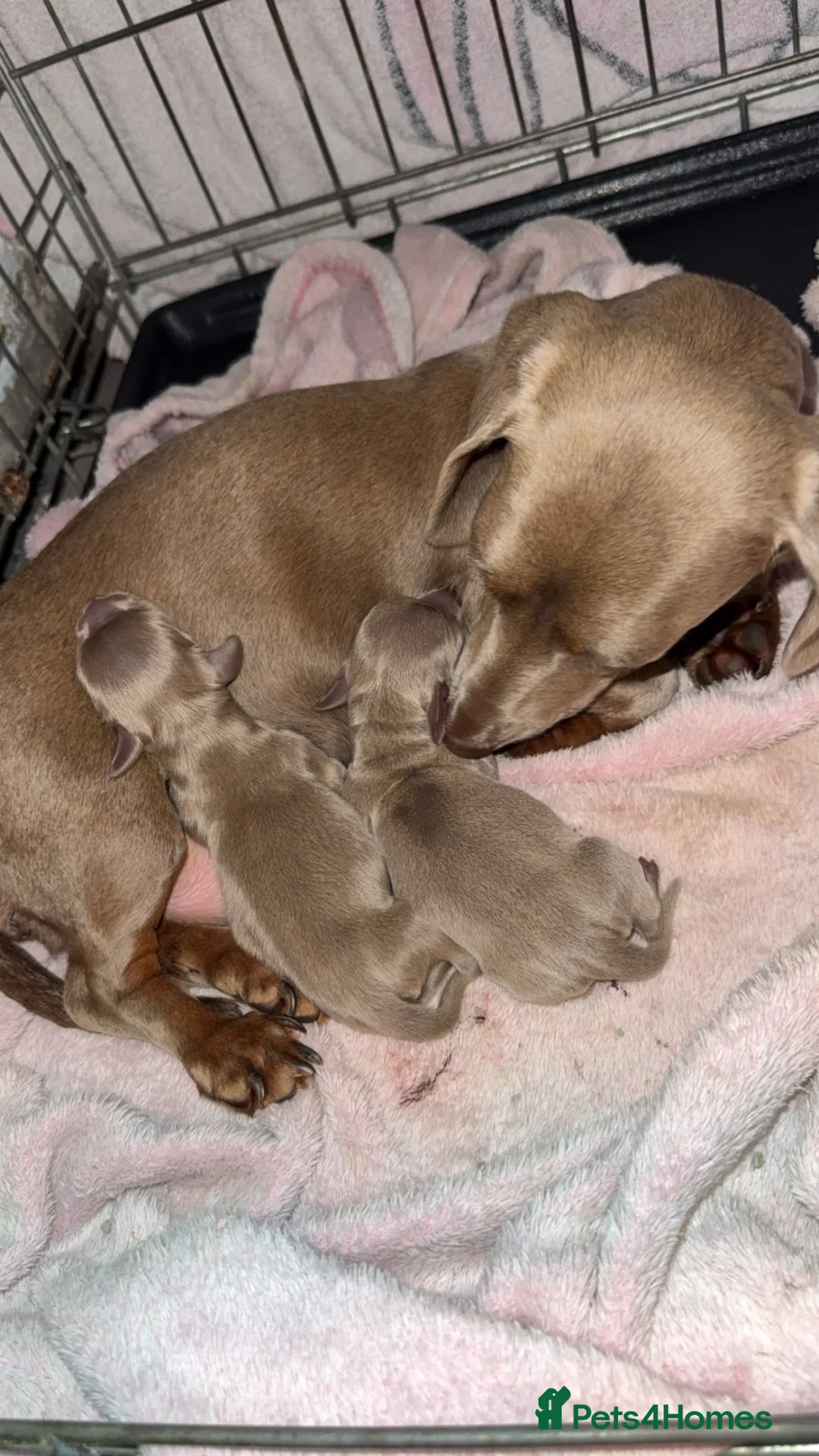 Dachshund dogs for sale: Dachshund pups - Advert 2