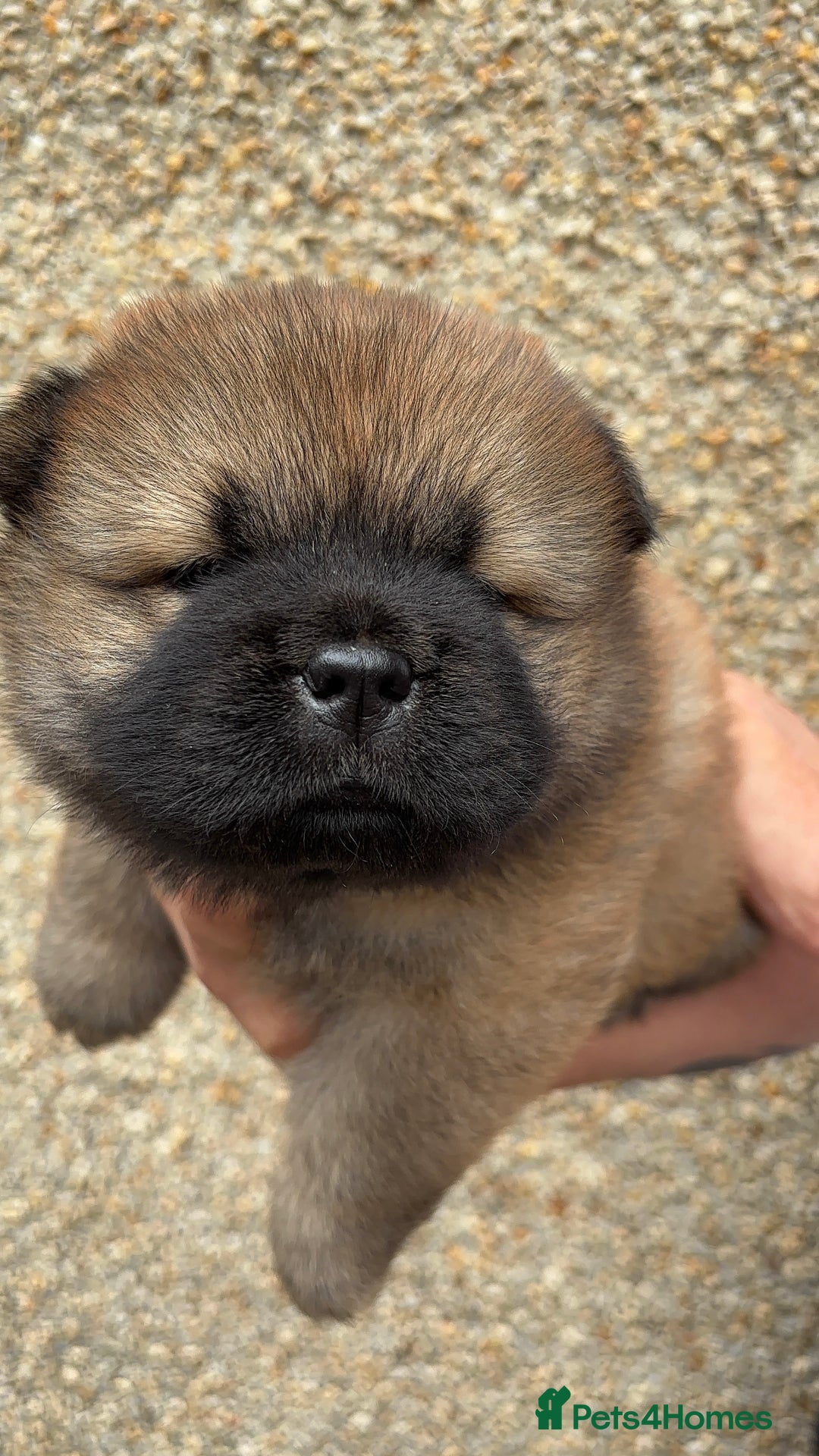 Chow Chow dogs for sale: 🐾Adorable Pedigree Chow Chow Puppies paw - Image 23