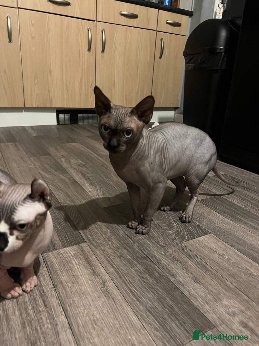 Sphynx cats for stud: Tica Registered Canadian Sphynx in Hull - Image 1