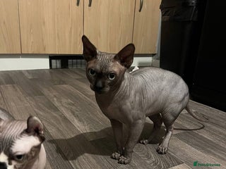 Sphynx cats in Hull - Advert 11
