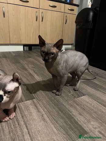 Sphynx cats in Hull - Advert 7