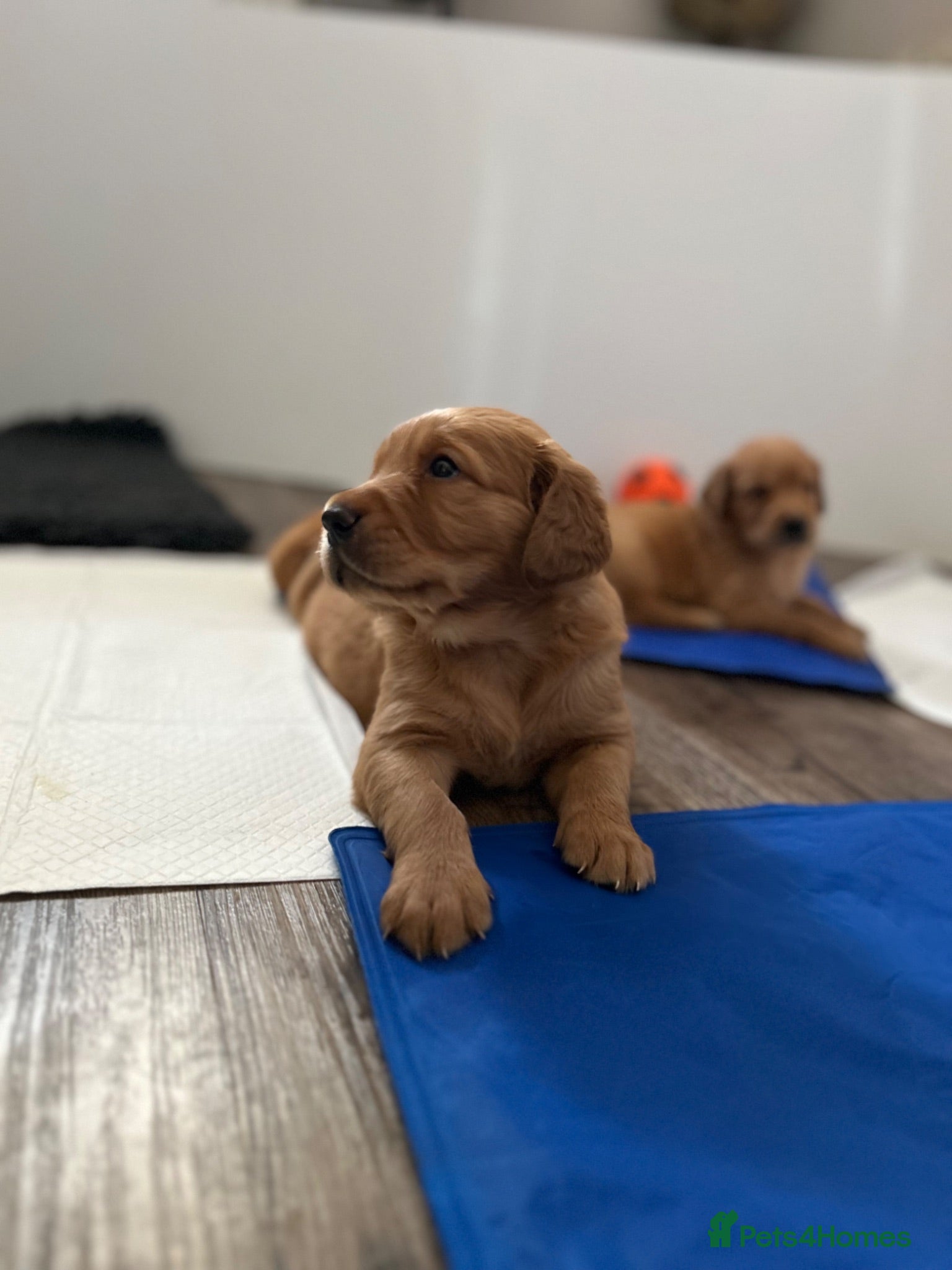 Golden Retriever dogs Beautiful litter of dark red golden retriever pups - Advert 1