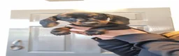 Miniature Dachshund dogs for sale: Ready to leave now!    - Advert 3