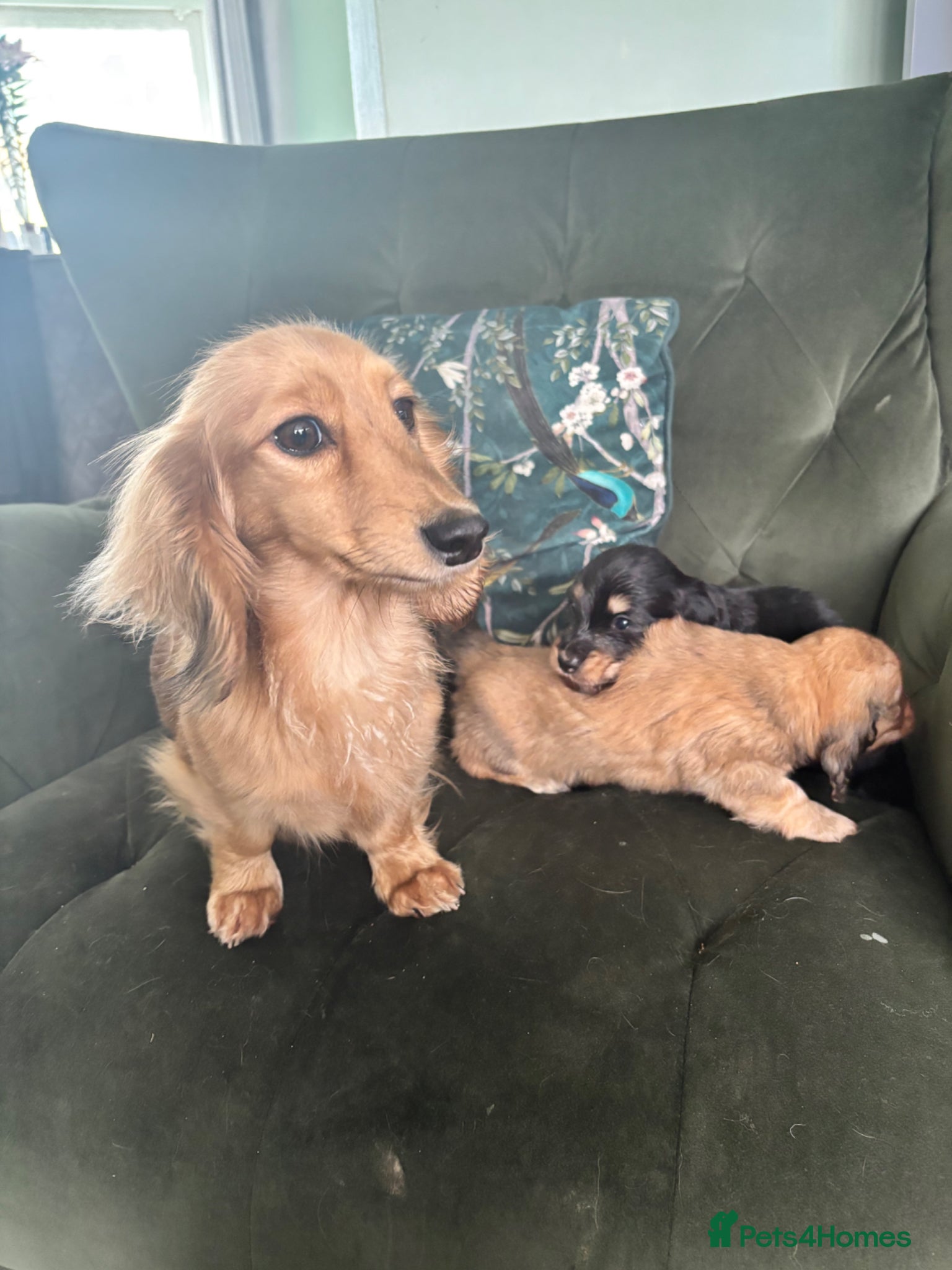 Miniature Dachshund dogs Beautiful Mini Dachshunds Puppies - Ready Soon   - Advert 2