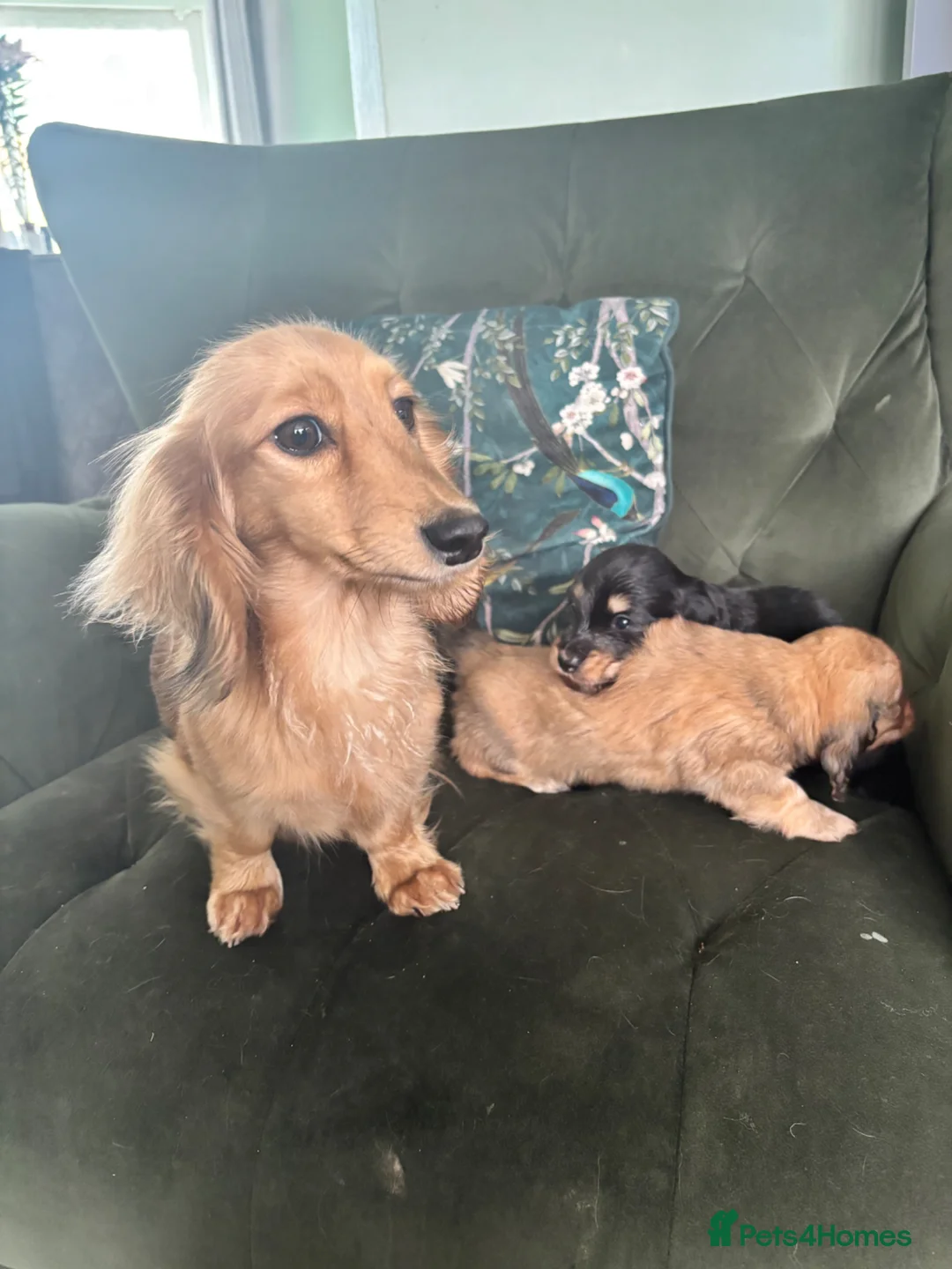 Miniature Dachshund dogs for sale: Beautiful Mini Dachshunds Puppies - Ready Soon   - Advert 2