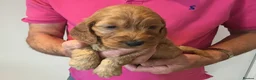 Cockapoo dogs for sale: Outstanding F1 Cockapoos in Wetherby - Advert 6