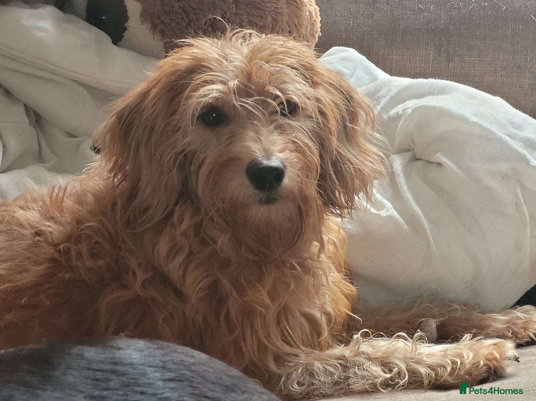 Labradoodle dogs for sale: Labradoodle puppies - Advert 19