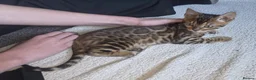 Bengal cats for sale: 2 stunning tica active male kittens. Ready to go - Advert 16