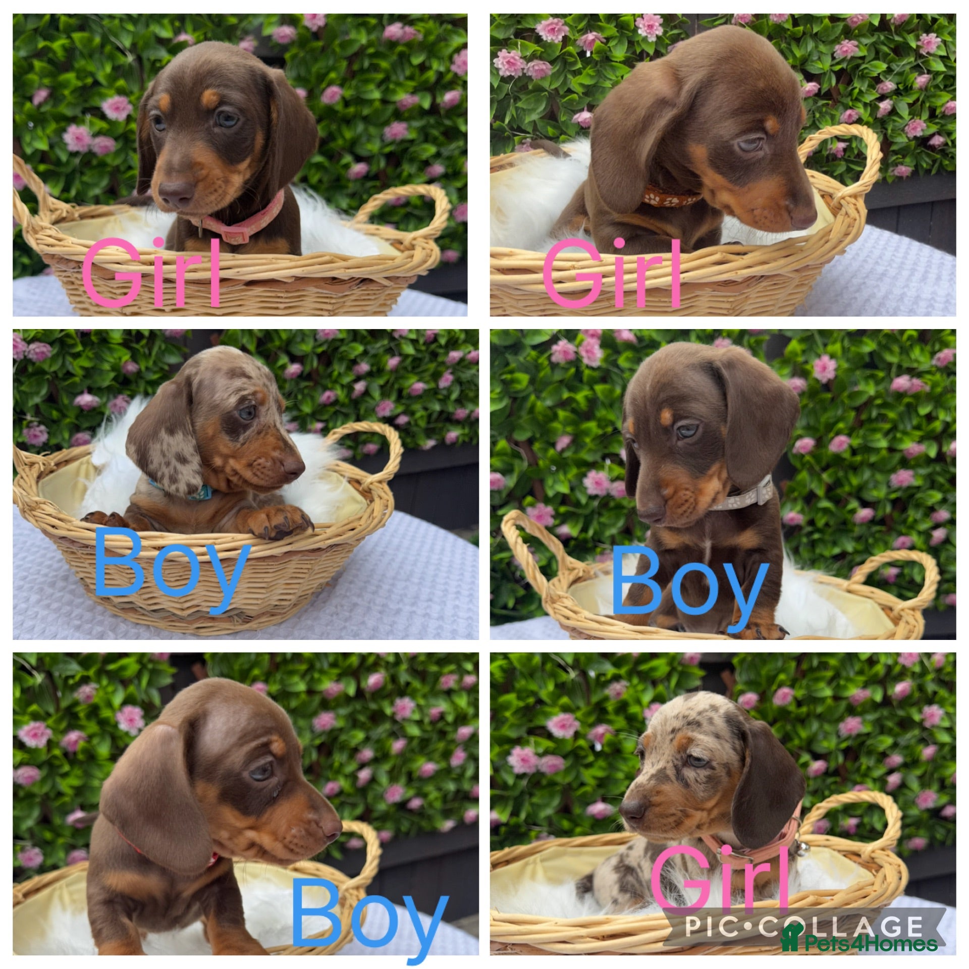 Miniature Dachshund dogs Miniature dachund pups  - Advert 7