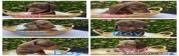 Miniature Dachshund dogs for sale: Miniature KC  dachshund puppies - Advert 10