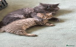 Bengal cats for sale: Bengal x Persian 5 months old - Advert 4