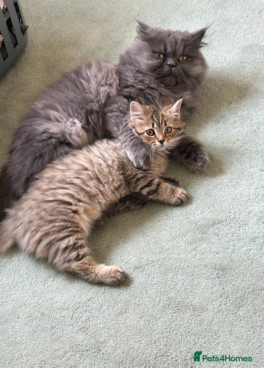 Bengal cats for sale: Bengal x Persian 5 months old - Advert 4