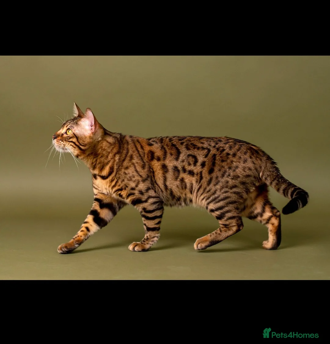 Bengal cats for stud: Stud cat Tica actives 5 generations pedigree  in Barnsley - Advert 33