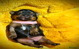 Yorkshire Terrier dogs for sale: Adorable  **  Yorkshire Terrier Puppies  - Image 9