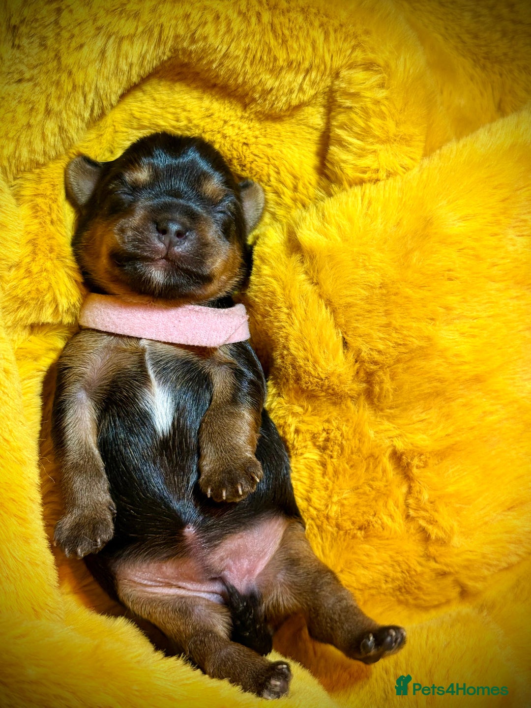 Yorkshire Terrier dogs for sale: Adorable  **  Yorkshire Terrier Puppies  - Image 9