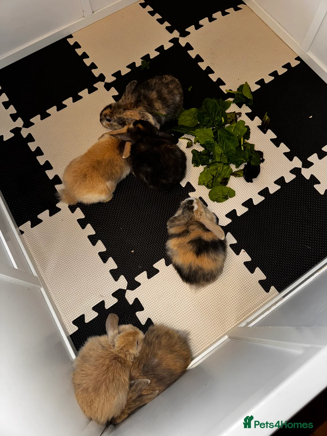 Mini Lop rabbits for sale: Beautiful mini lop bunnies - Advert 3