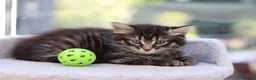 Mixed Breed cats for sale: Tabby Kittens Ready SOON - Advert 25