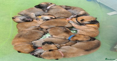 Mixed Breed dogs - Advert 5