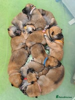 Mixed Breed dogs - Advert 13