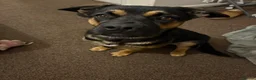German Shepherd dogs for sale: German shepherd cross both - Advert 3