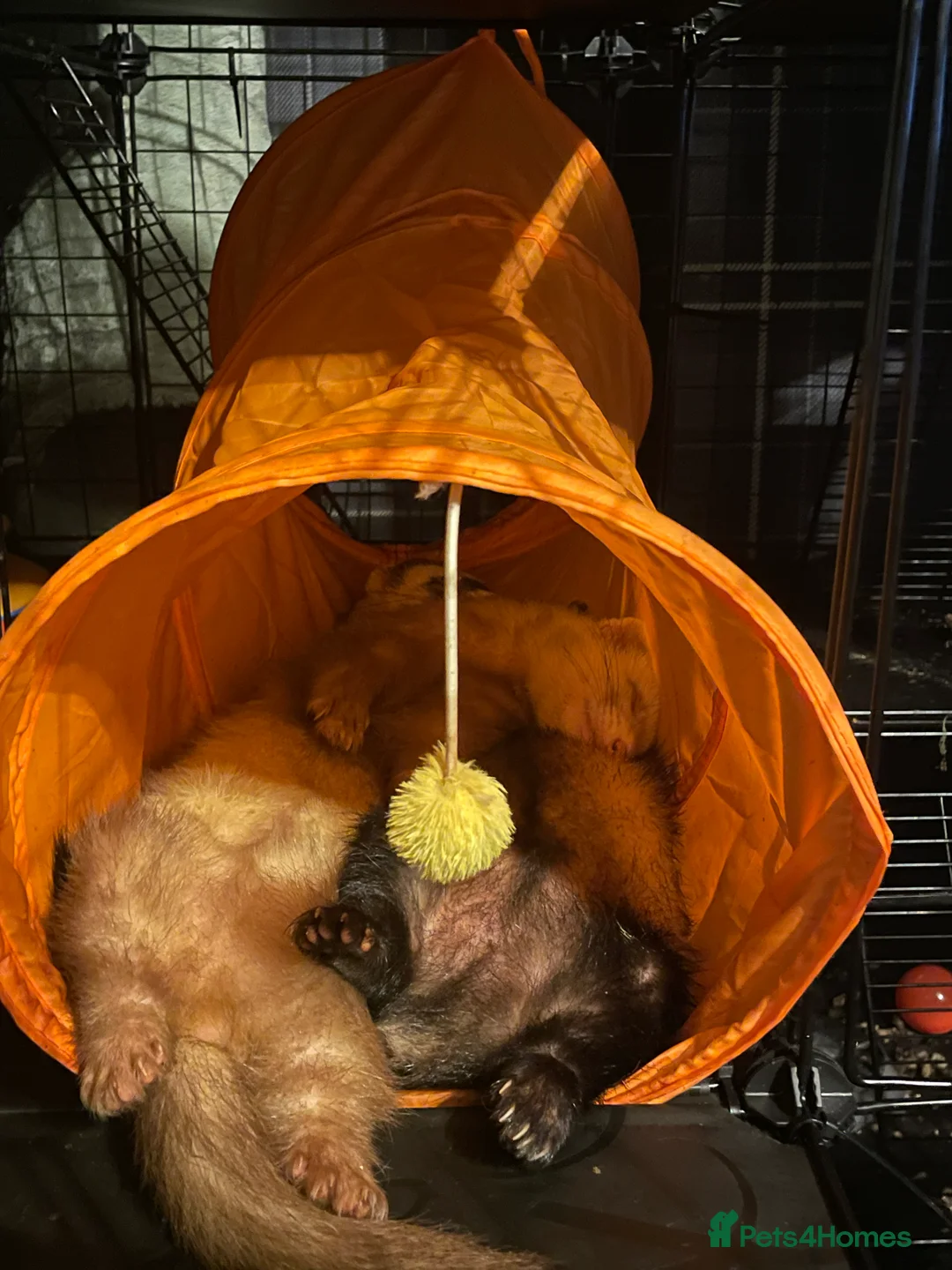 Ferret rodents for sale: Two gorgeous male ferret brothers for sale - Advert 1