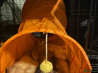 Ferret rodents Two gorgeous male ferret brothers for sale - Advert 9