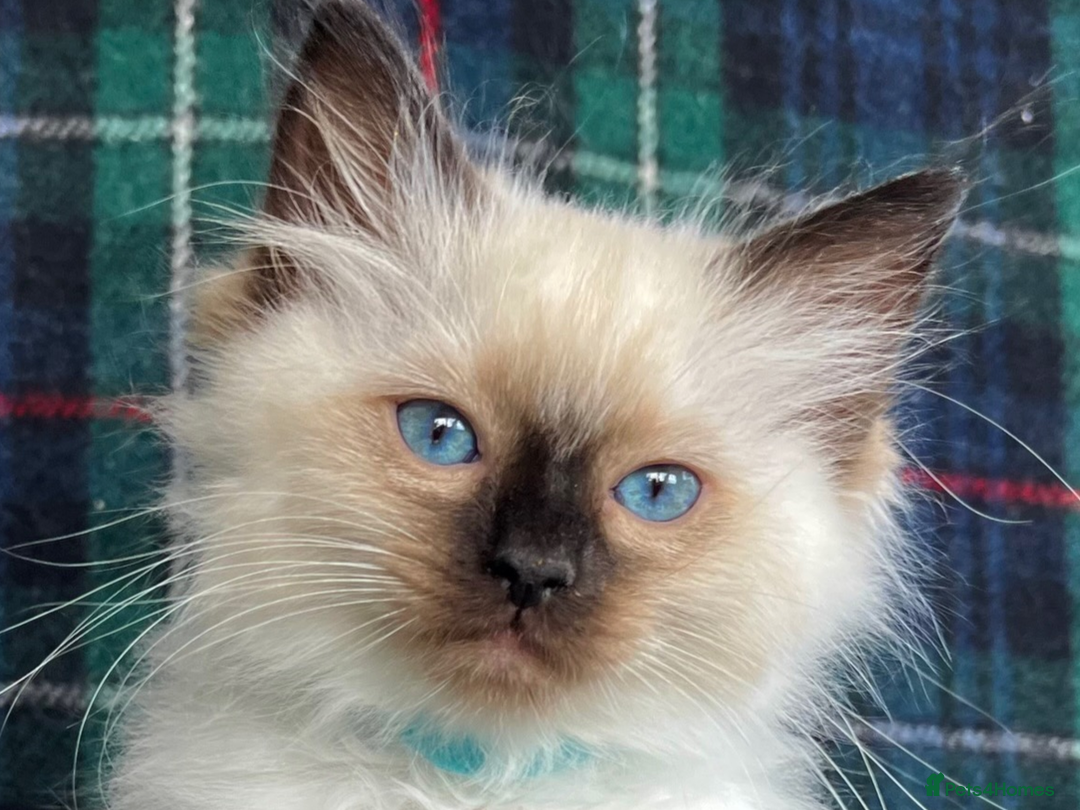 Ragdoll cats for sale: Ragdoll Kitten GCCF, ready now. - Image 30
