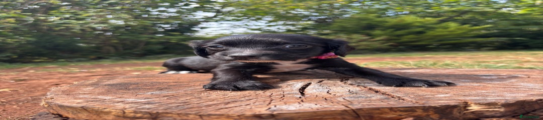 Sprocker Girl (Pink)