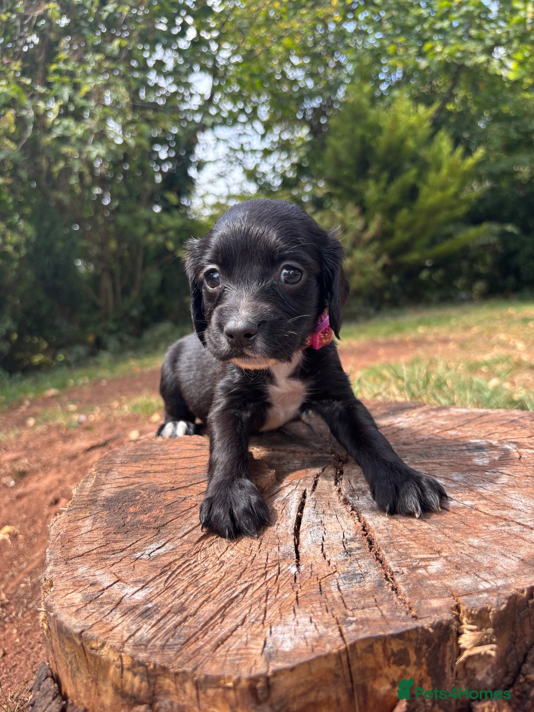 Sprocker dogs for sale: Sprocker Puppies - Image 16