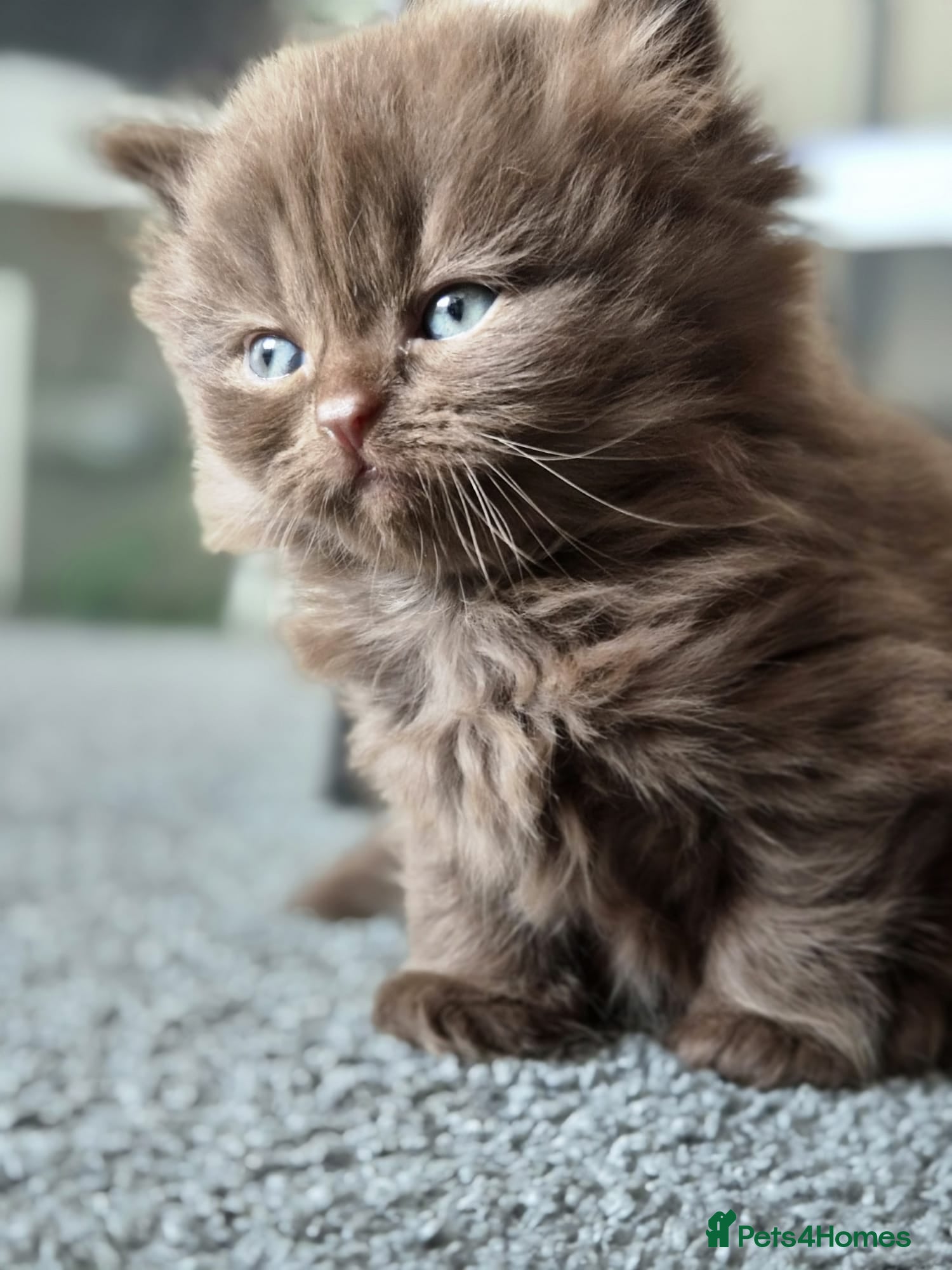 Scottish Fold cats Scottish fold and stright. Playful 3 females  - Advert 2