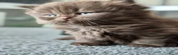 Scottish Fold cats for sale: Scottish fold and stright. Playful 5 females  - Advert 11
