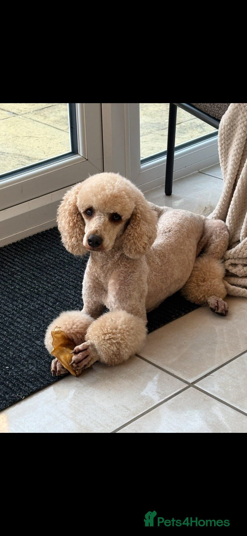 Cavapoo dogs Cavapoo puppies 💖 - Advert 18