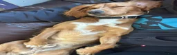 Cocker Spaniel dogs for adoption: Kairo the Gorgeous Goofy Golden Boy - Advert 18