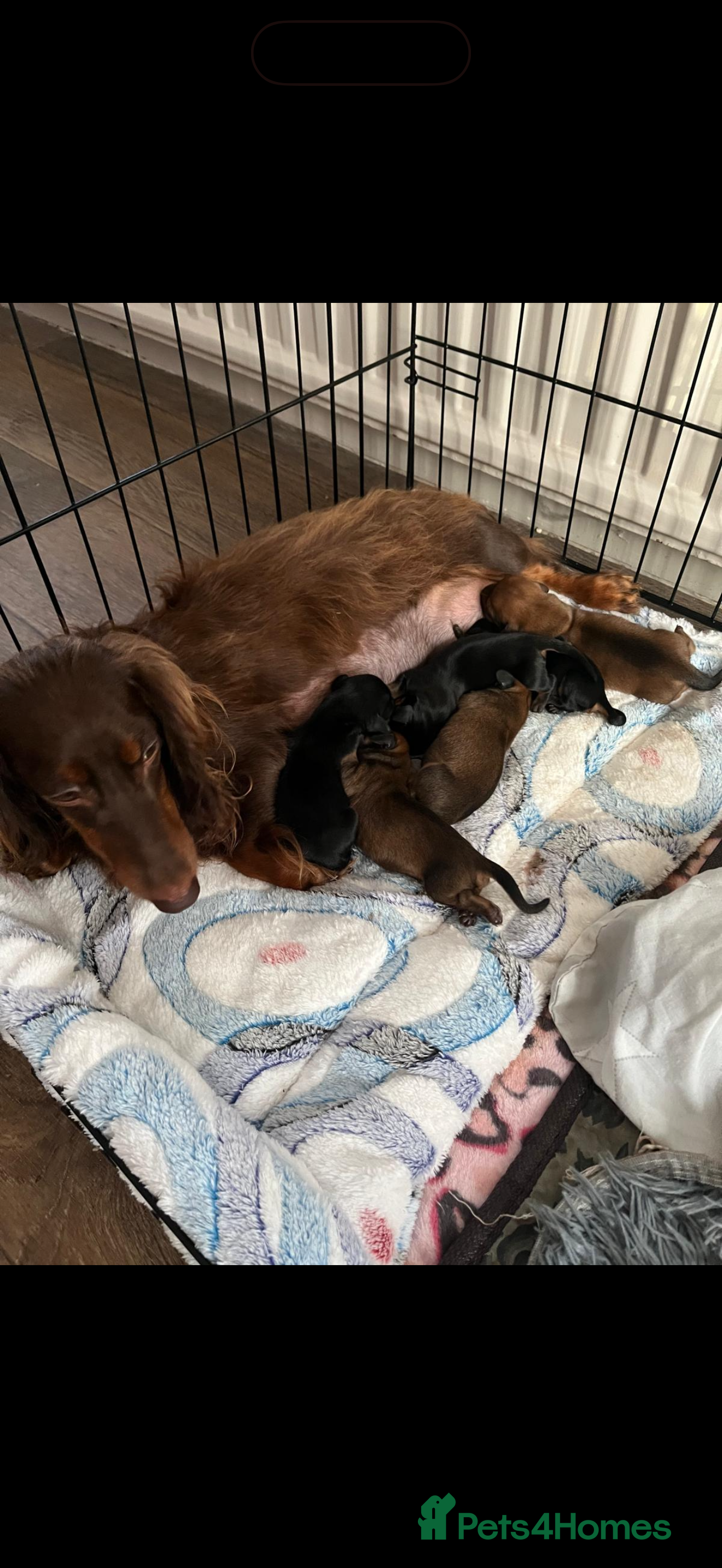 Miniature Dachshund dogs Miniature Dachshunds Puppies - Advert 14