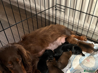 Miniature Dachshund dogs Miniature Dachshunds Puppies - Advert 8