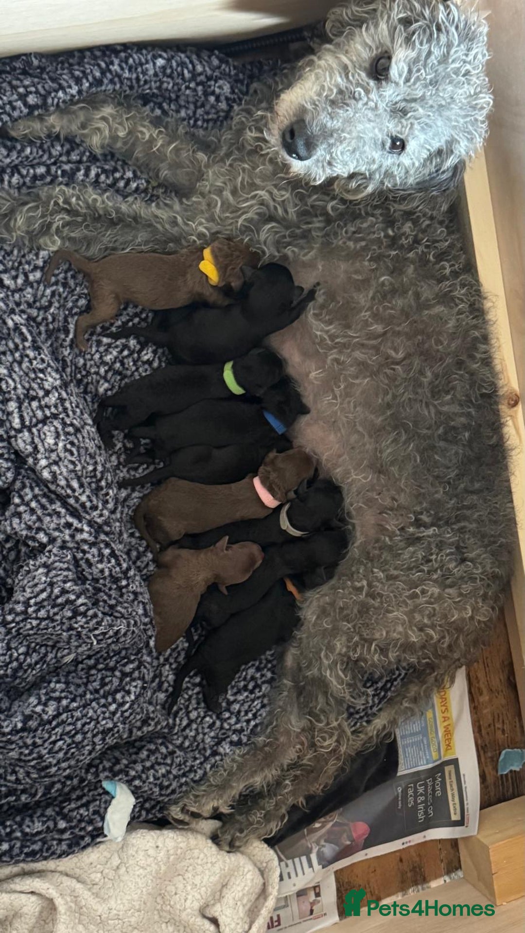 Mixed Breed dogs for sale: Bedlington whippet cross.  - Image 1
